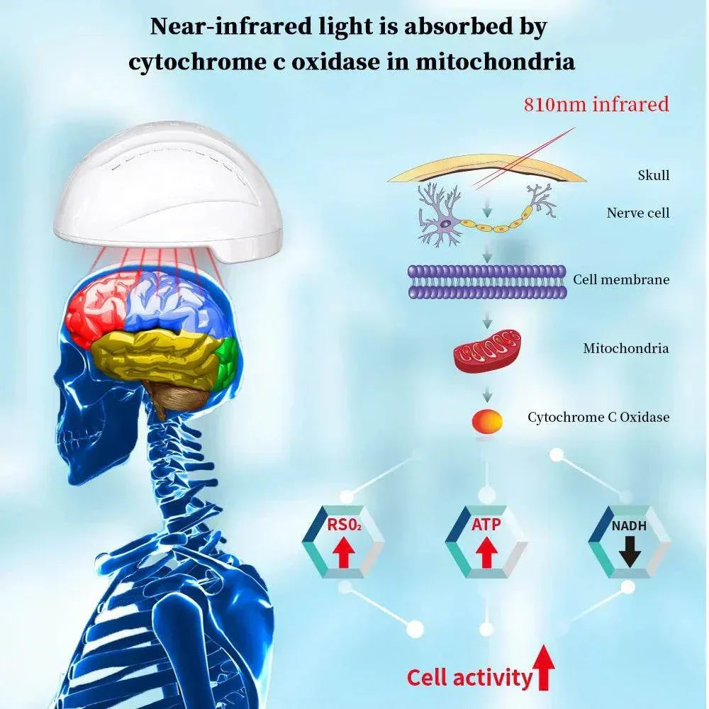 Diagram showing red light therapy helmet penetrating skull with near-infrared light absorbed by mitochondria, enhancing cell activity.